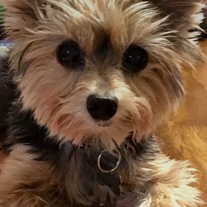 Meet your Posher, Gracie